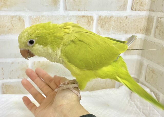 オキナインコ