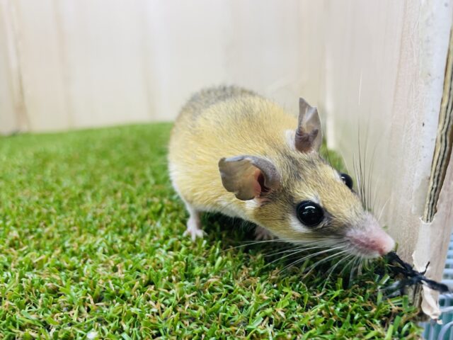 カイロトゲマウス