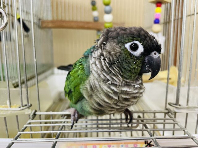 ホオミドリウロコインコ