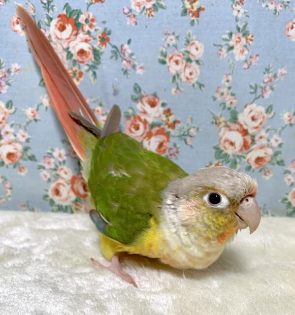 ホオミドリウロコインコ