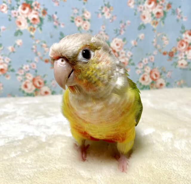 ホオミドリウロコインコ