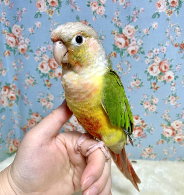 ホオミドリウロコインコ