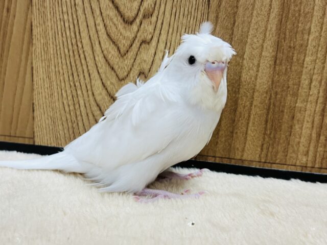 羽衣セキセイインコ