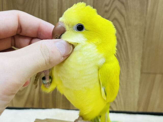 オキナインコ