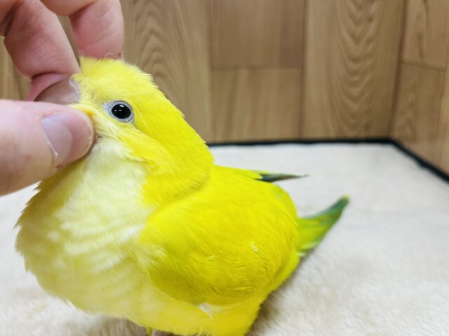 オキナインコ