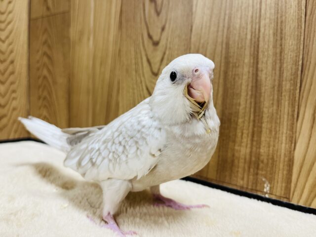 オカメインコ