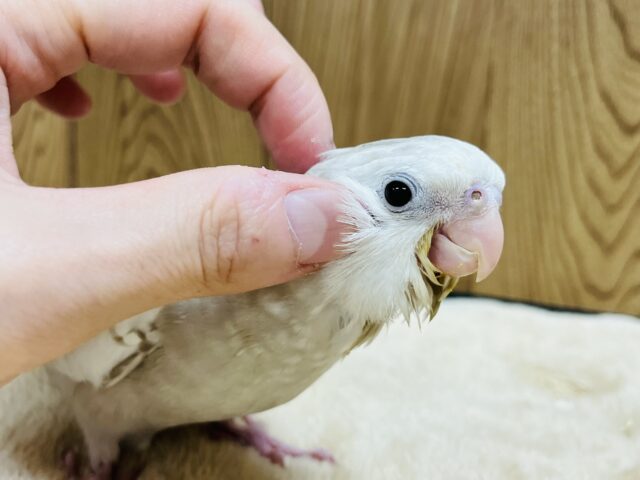 オカメインコ