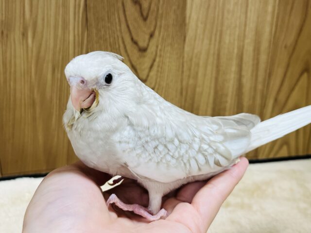オカメインコ