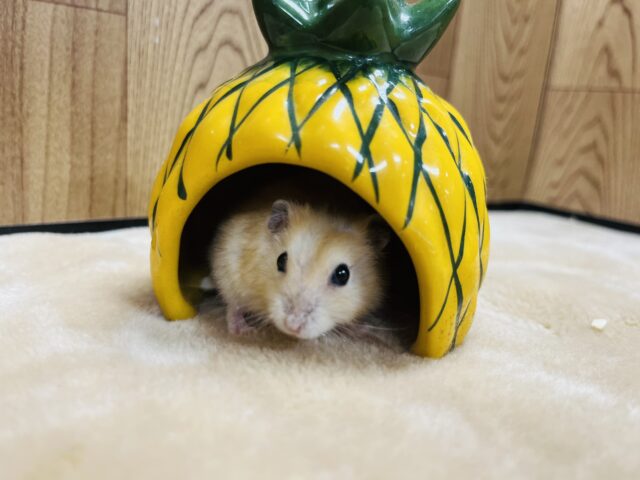 ドワーフハムスターの1種