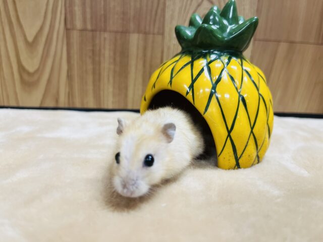 ドワーフハムスターの1種