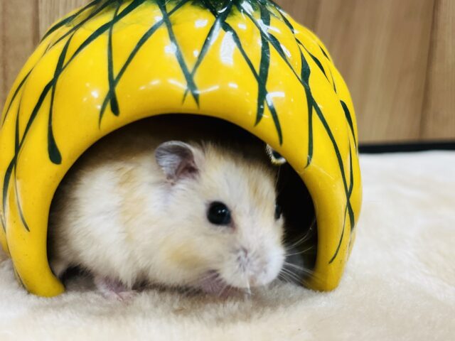 ドワーフハムスターの1種