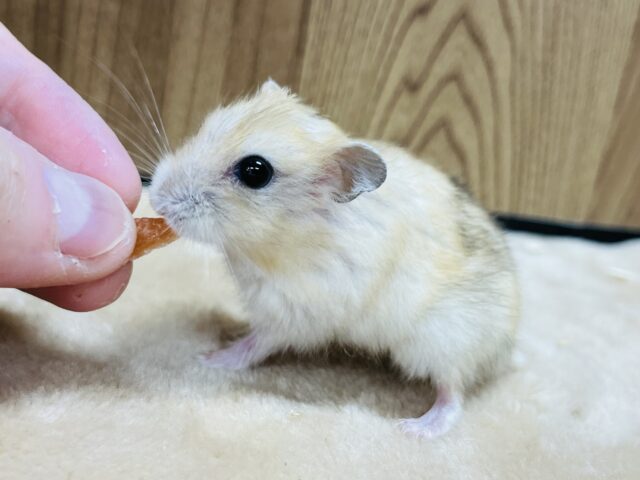 ドワーフハムスターの1種