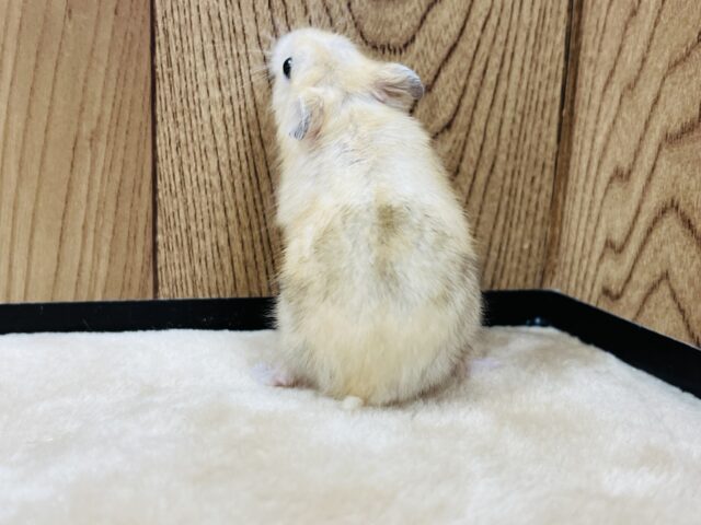 ドワーフハムスターの1種