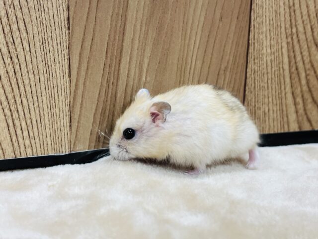 ドワーフハムスターの1種
