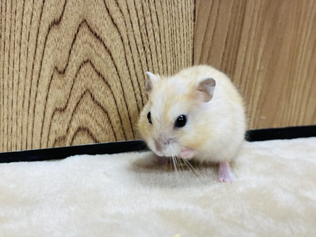 ドワーフハムスターの1種