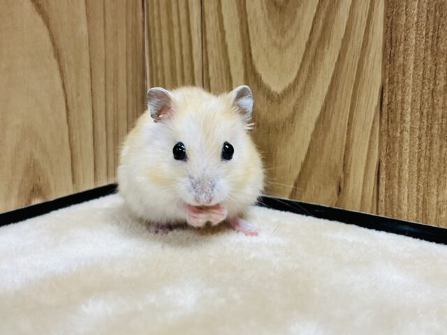 ドワーフハムスターの1種