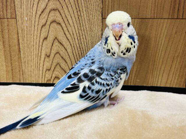 ジャンボセキセイインコ