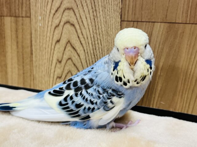 ジャンボセキセイインコ