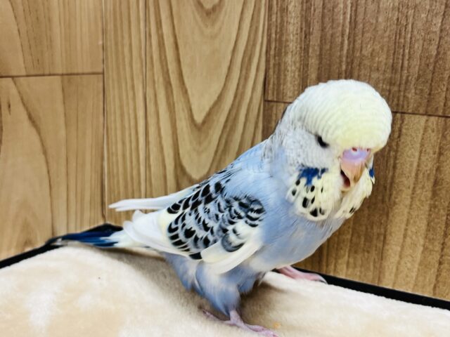ジャンボセキセイインコ