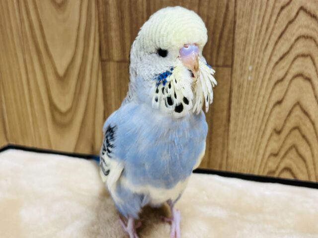 ジャンボセキセイインコ
