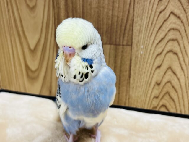 ジャンボセキセイインコ
