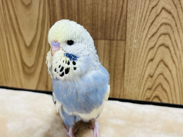 ジャンボセキセイインコ