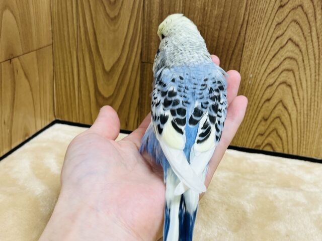 ジャンボセキセイインコ