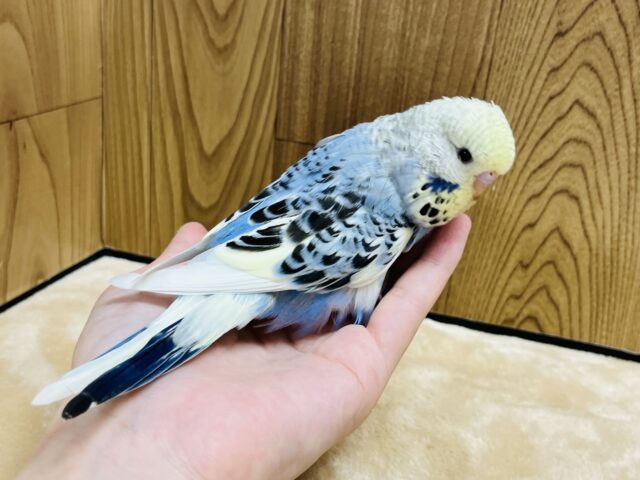 ジャンボセキセイインコ