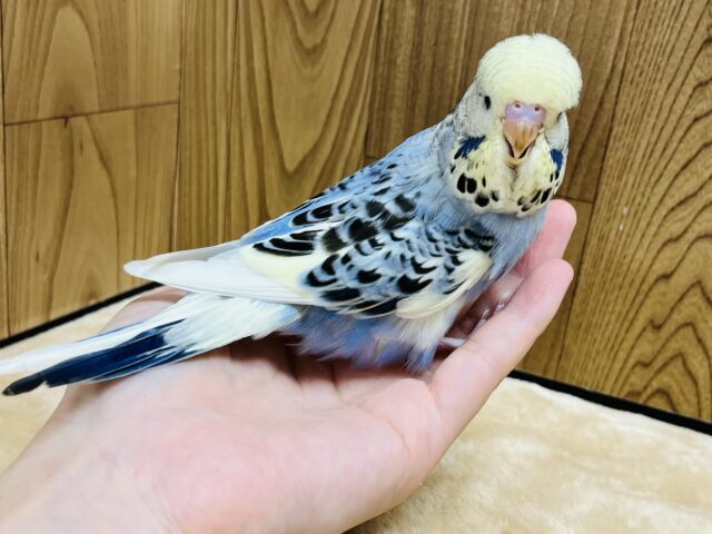 ジャンボセキセイインコ