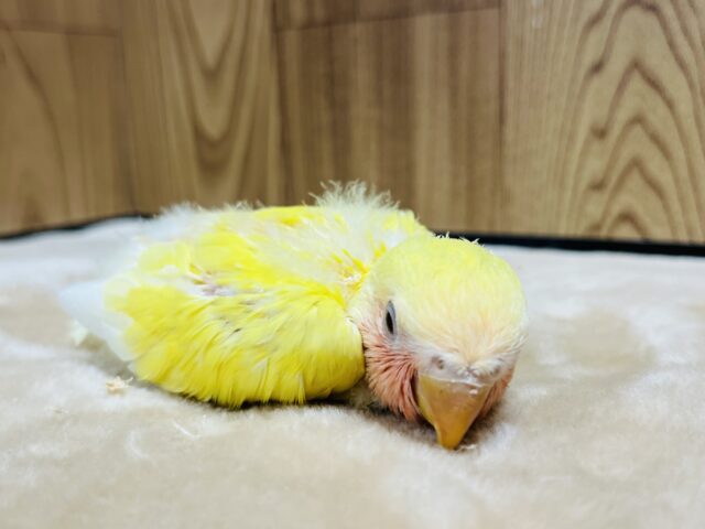 コザクラインコ（小桜インコ）