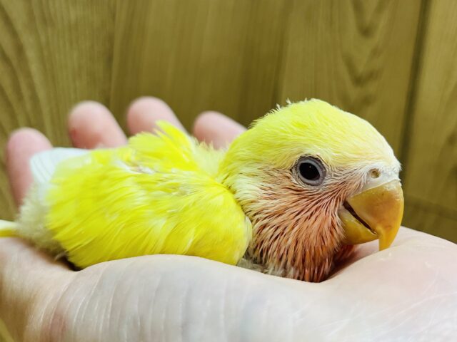 コザクラインコ（小桜インコ）