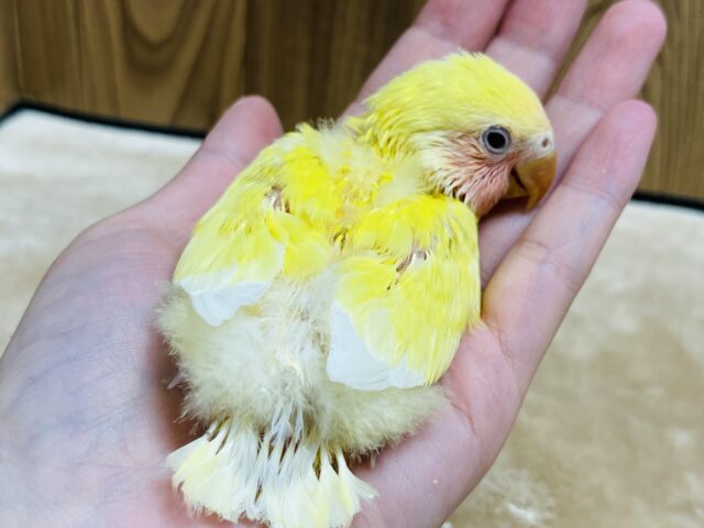 コザクラインコ（小桜インコ）