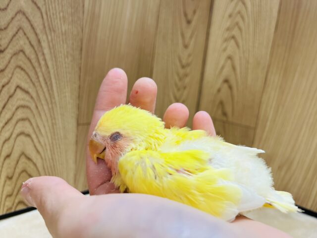 コザクラインコ（小桜インコ）
