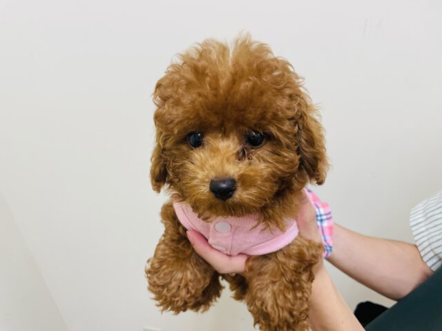 トイプードル