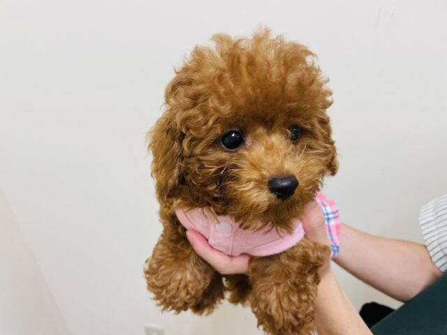 トイプードル