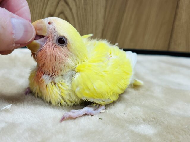 コザクラインコ（小桜インコ）