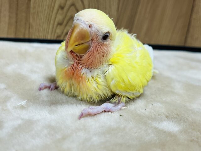 コザクラインコ（小桜インコ）