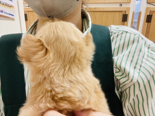 あまりの可愛さに驚かないでね!?ミックス犬ちゃん(ポメラニアン×トイプードル) ポメプー