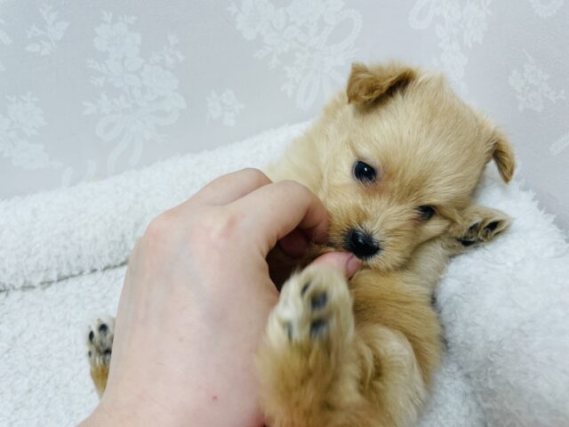 あまりの可愛さに驚かないでね!?ミックス犬ちゃん(ポメラニアン×トイプードル) ポメプー
