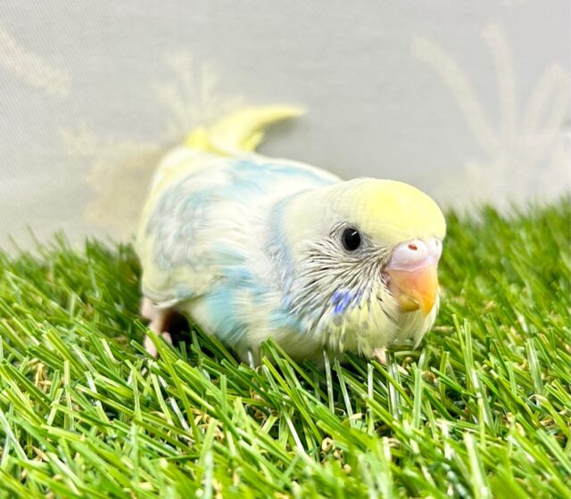 セキセイインコ