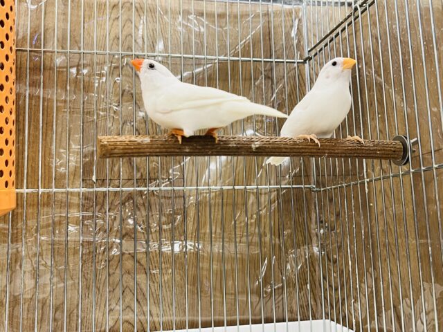 錦花鳥（キンカチョウ）