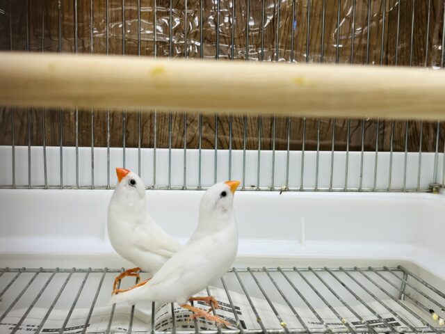 錦花鳥（キンカチョウ）