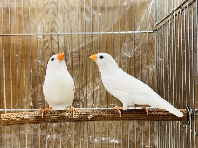 錦花鳥（キンカチョウ）