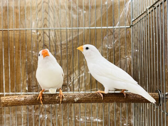 錦花鳥（キンカチョウ）