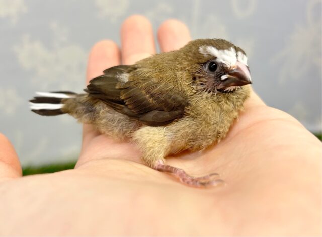 十姉妹（ジュウシマツ）