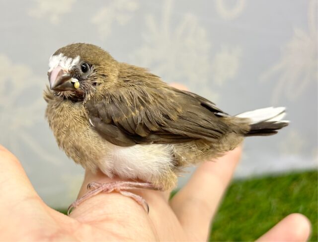 十姉妹（ジュウシマツ）