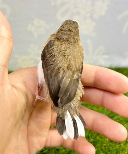 十姉妹（ジュウシマツ）