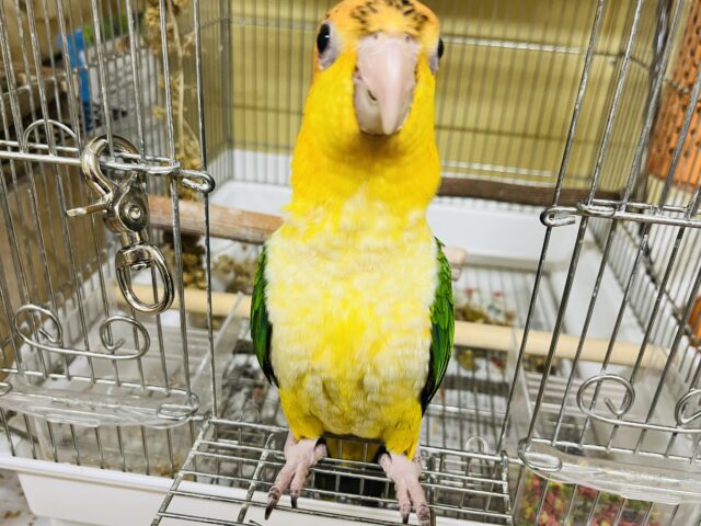 シロハラインコ