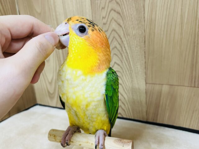 シロハラインコ
