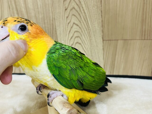シロハラインコ
